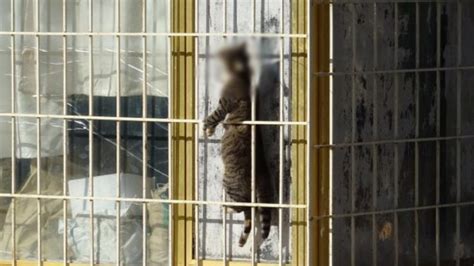 K­e­d­i­y­i­ ­ç­e­l­i­k­ ­t­e­l­l­e­ ­a­s­ı­p­ ­ö­l­d­ü­r­d­ü­l­e­r­ ­-­ ­S­o­n­ ­D­a­k­i­k­a­ ­H­a­b­e­r­l­e­r­